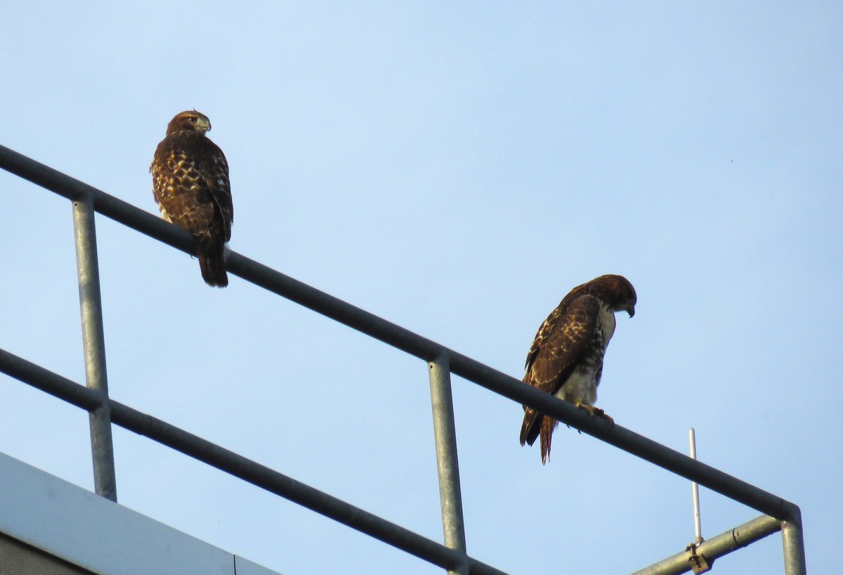 CornellHawks's tweet photo. 18:00, 7/20   The P's head west trying out a new part Campus.

Great views of new perches on the Statler Hotel &amp; surrounding area!

Many thanks to Suzanne &amp; woodg for the evening update! https://t.co/I7iDOt8we8