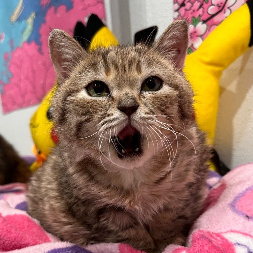 dsncng's tweet photo. Jiggy the dwarf cat is giga viral on TikTok and instagram every video she posts goes viral

The ultimate PVE cat $Jiggy

https://t.co/XykyXSBFSm

https://t.co/7l93qLHDGg https://t.co/BNfnnQUJ2F