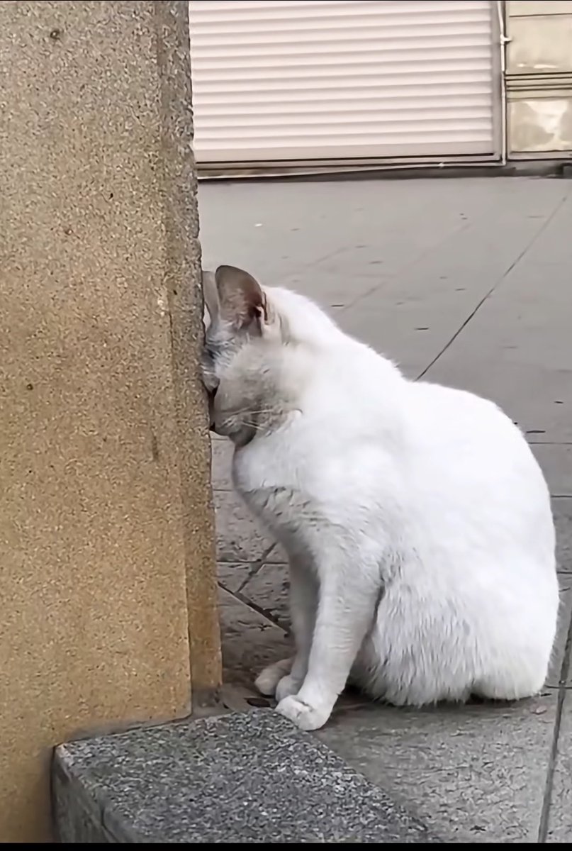 Pejnake's tweet photo. Hayat tam olarak böyle hissettiriyor https://t.co/lfgS01YtvQ