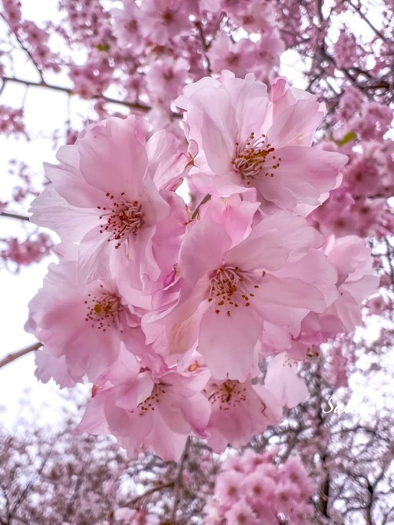 JeanetteEliz's tweet photo. Hello Everyone! 🩷 Have a beautiful day 💞🌸💕🌸 https://t.co/jxyXk9p8T5
