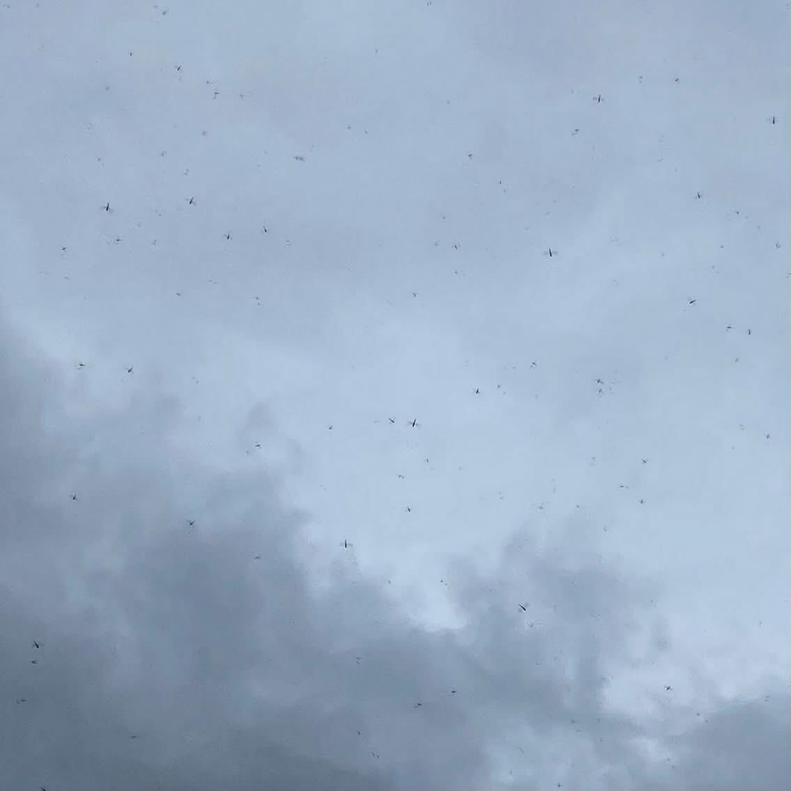 anzaimasaru's tweet photo. 上空をものすごい数のトンボが飛んでいたので写真を撮ってみました

写ってるか不安でしたが、拡大するとまずまず写ってますね https://t.co/iBKMsZEBvu