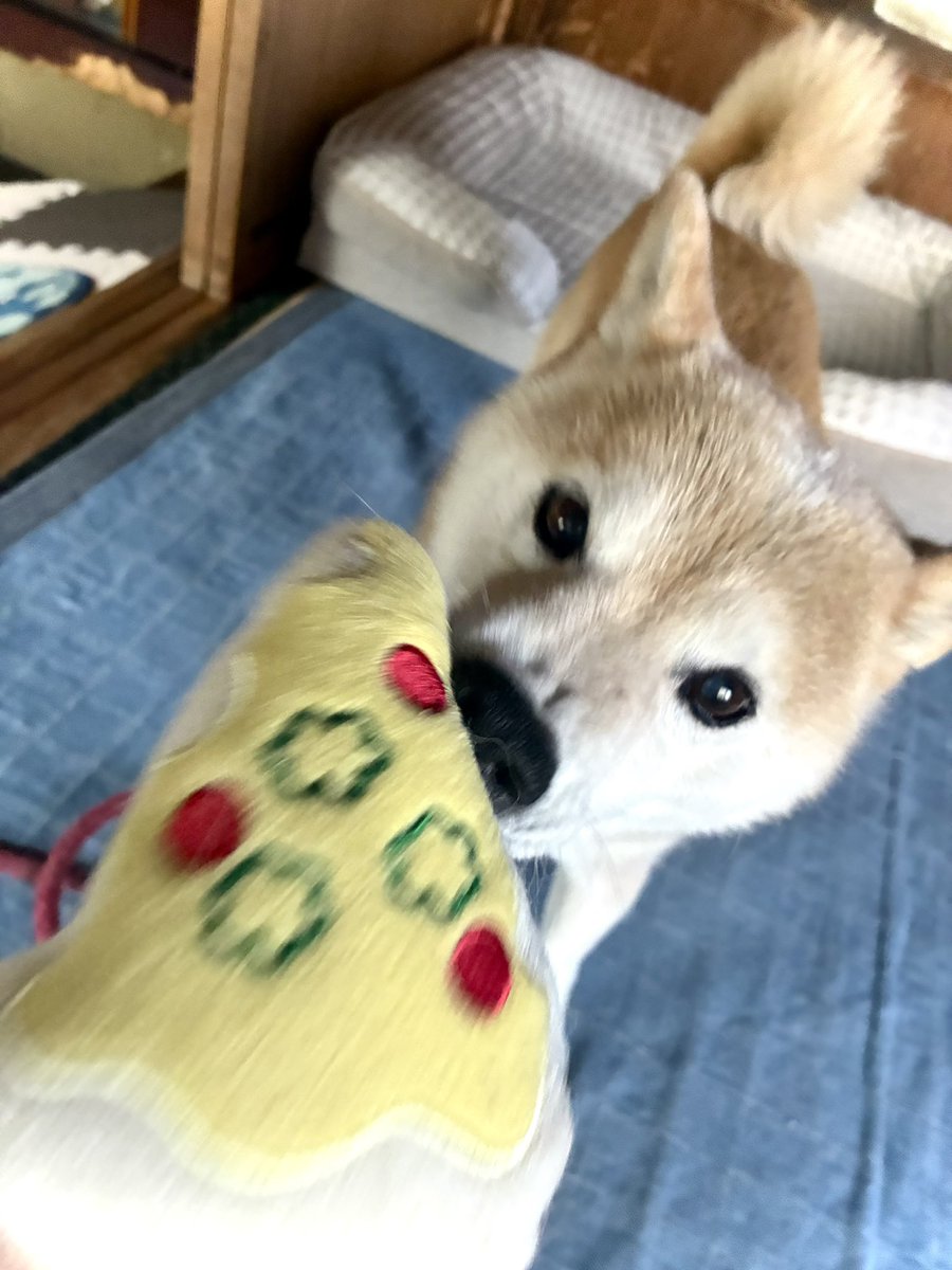 inu_10kg's tweet photo. ピザのぬいぐるみプレゼントさせてもらいましたｧ‼️‼️‼️ https://t.co/3cDKVo7Kv5