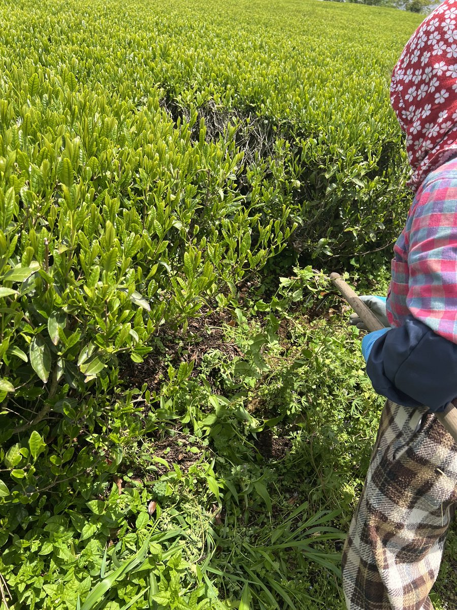 daikouen56's tweet photo. 56年前、有機栽培に
切り替える決断をした父。
周りからは反対され、
笑われた事もあったそうです。
その決断を信じ、ともに歩み続けた母。
ふたりが守り続けてくれた茶畑を、
今は私たちが受け継いでいます。
そう言えたら良かったのですが
実は今も、父も母も毎日茶畑に
立ち手伝ってくれています。
本当は、もう少し休んでほしいですが
この山の茶畑を残すために、必死です
今日も家族みんなでお茶を守っています。