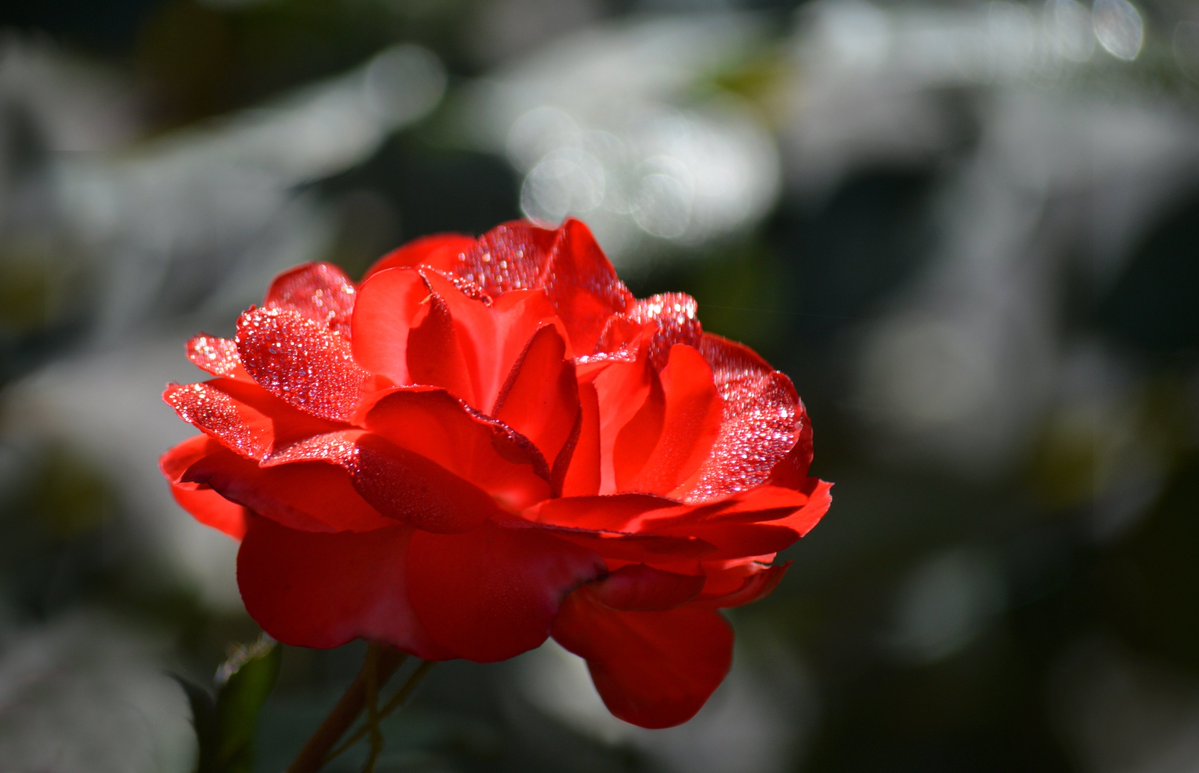 ktanimara2026's tweet photo. #FlowersOnTuesday #GardenRoses #DewDrops #FlowerPhotography
Photo by Frauke Riether at Pixabay, Northern Germany, July 19, 2026
#GardeningTwitter #GardeningX https://t.co/ENkbkMhwCi