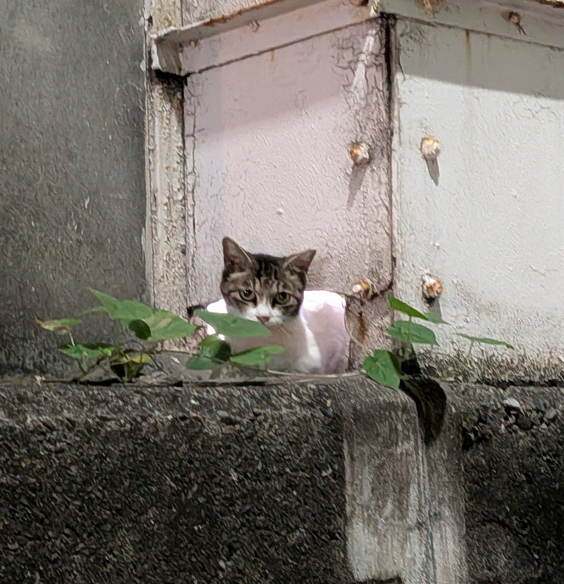 とらねこ とらねこ🍺 (@chatoraneko) / Posts / X