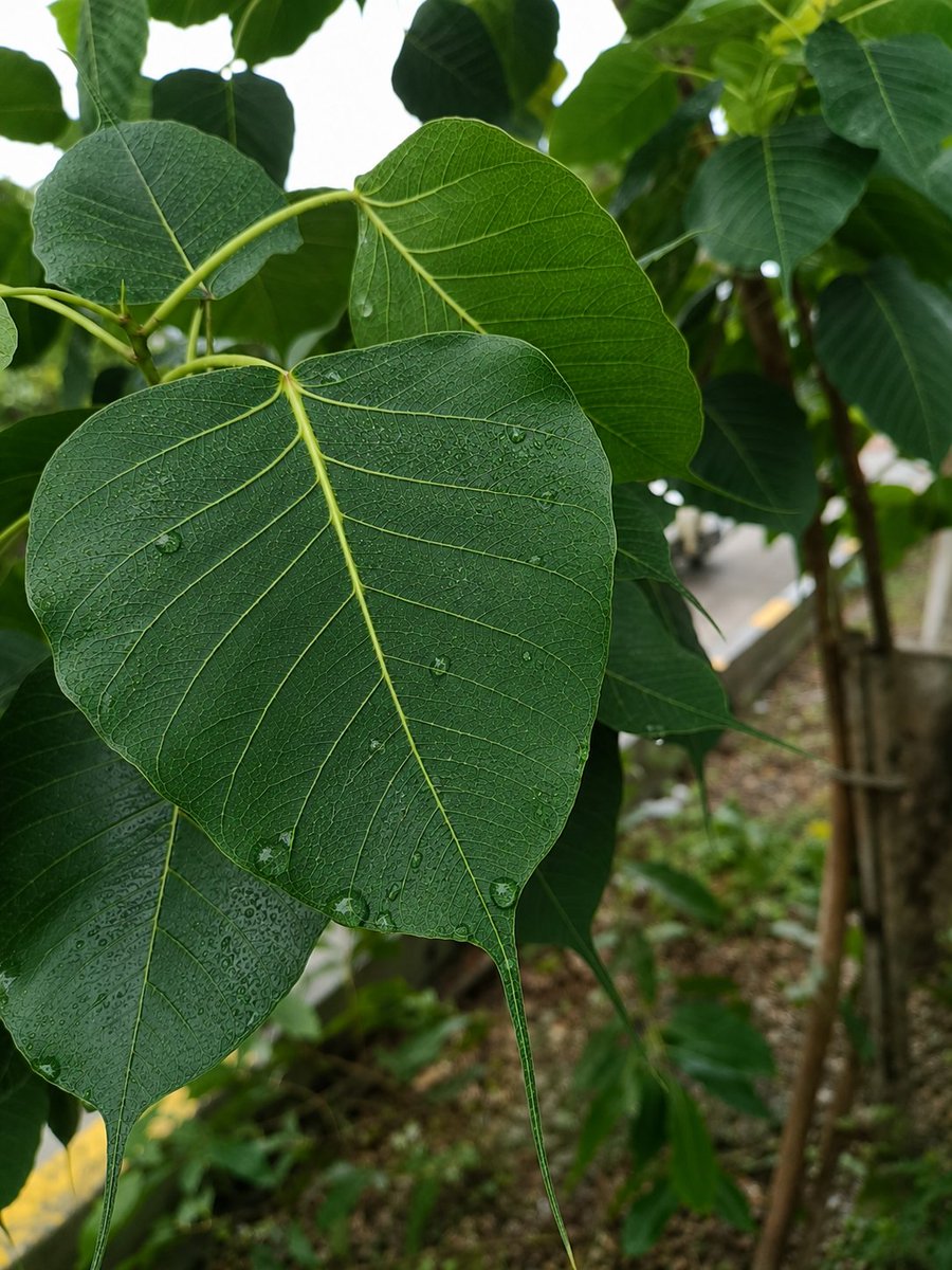 rahulbpsa's tweet photo. Peace Begins in Nature. 🌿 🍀
#Nature #Earth https://t.co/lM1XZhxG6z