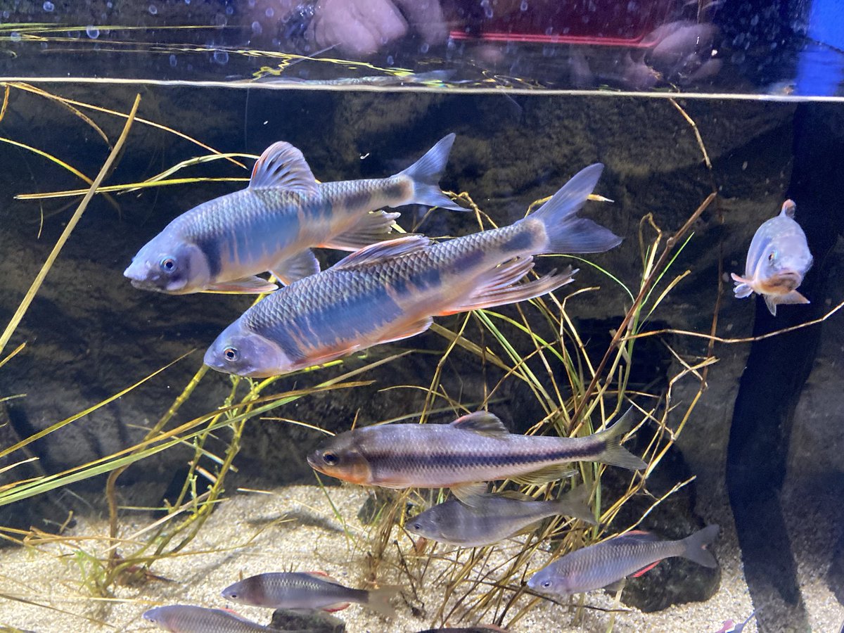 pontaroh01's tweet photo. シンマリホ水族館
ビルの中で大水槽はないけど種類は多い
婚姻色のオイカワ大変好き https://t.co/SetYQL8riE