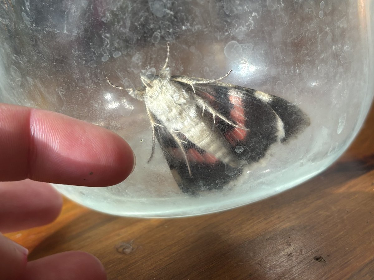 juliet_turner6's tweet photo. The moth in the video was a Red Underwing (Catocala nupta) that flew into the house. 

I caught it in the jar just to identify it before release and while I was reading about the species, Ajax came to have a look. 

I kept the moth there just for the few seconds of the video before releasing it safely outside. The video caption was a joke: I promise I’m the last person to torture moths for fun!