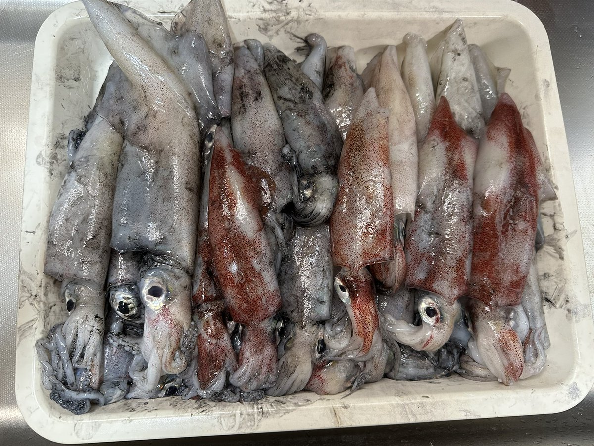fishingman_mt's tweet photo. アカイカ32、スルメイカ3🦑
イカメタル楽しい！！
魚の活性も高すぎた🥺 https://t.co/UGIoAEoXKN