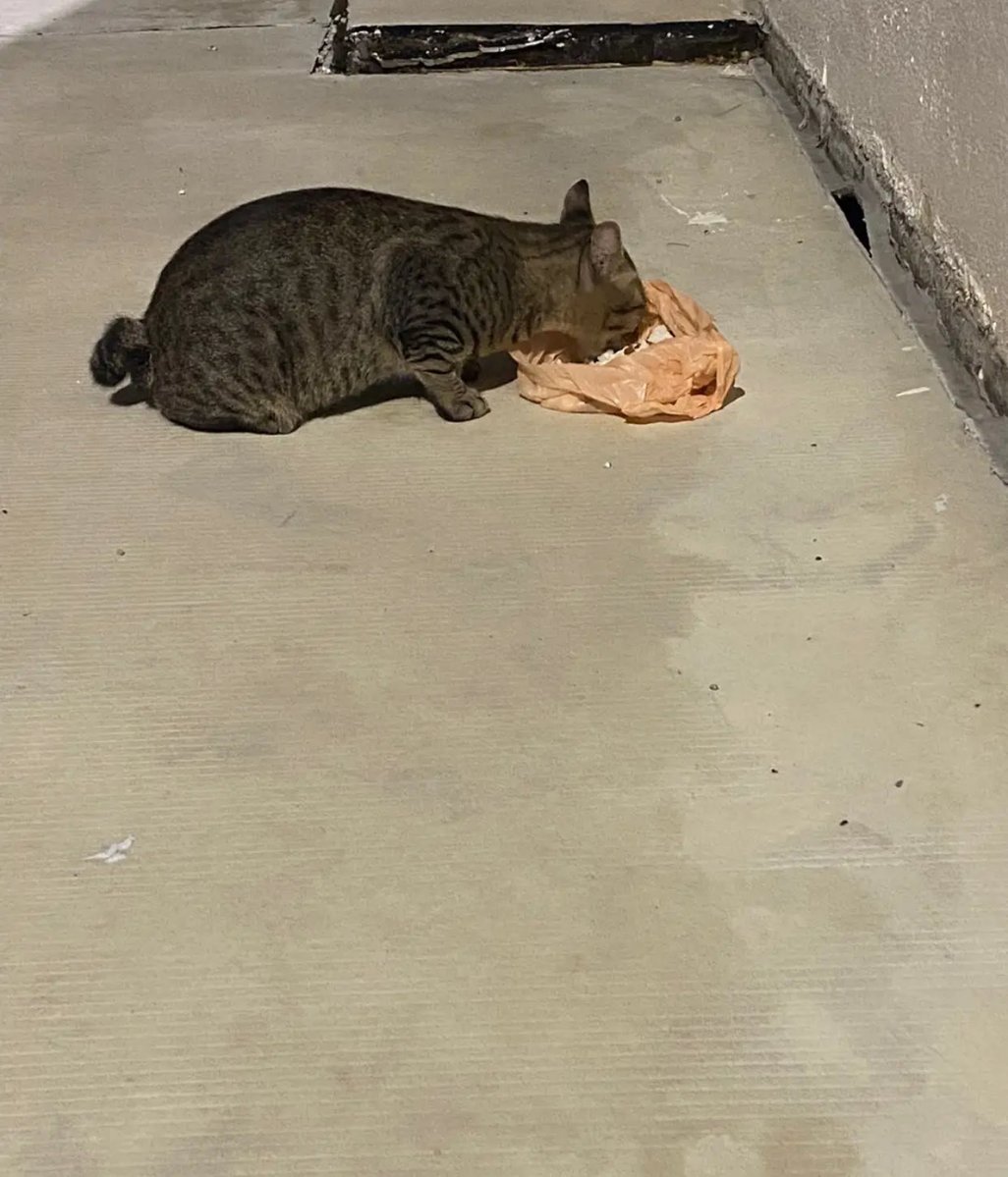 CatsterClub's tweet photo. 🏡หาบ้านให้น้องแมว🏡

น้องเป็นแมวจรหลงมาที่บริษัทให้ข้าวเขาทุกวันเป็นเวลาหกเดือน พาน้องไปทำหมันแล้วแต่น้องเข้ากับน้องแมวที่บ้านไม่ได้ อยากให้เจอบ้านที่อบอุ่นค่ะ 
พันธุ์ไทย เพศผู้ อายุ3ปี ทำหมันแล้ว 

พิกัด ฉะเชิงเทรา 
ติดต่อ 0925495557 https://t.co/JMYp3Dust1