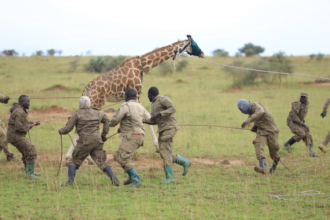 BugandasFinest's tweet photo. Happening now!
The translocation of three Nubian giraffes from Murchison Falls National Park to Ajai Wildlife Reserve to boost the species’ population, enhance biodiversity, and diversify tourism opportunities.
#ConversationInAction https://t.co/xgeHK2vHq2