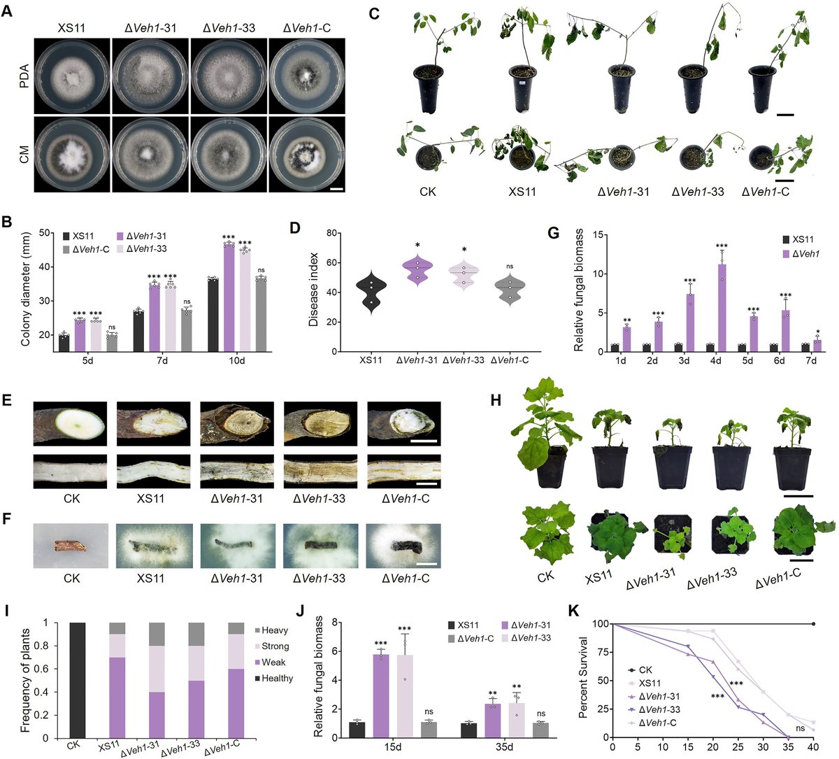 aBIOTECH5's tweet photo. #aBIOTECH_OnlineFirst 🍄⚡🌀🌱🥀
📚Veh1 modulates Ca2+ dynamics through VdMid1 and VdMcu1 to control hyphopodium-mediated infection in Verticillium dahliae
🔗https://t.co/n7WN9joWrm
@ElsevierConnect
@Sciencedirect
#VerticilliumWilt #PlantPenetration #CalciumSignaling #Hyphopodium https://t.co/PEymz2NHkF