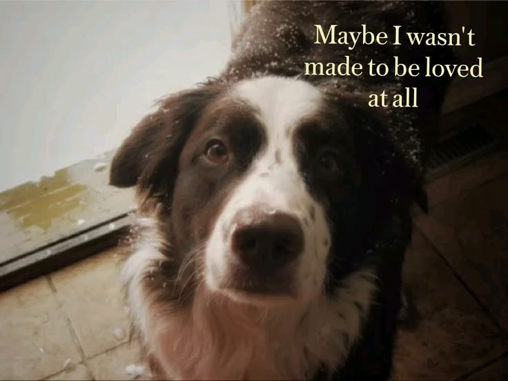 Dog tweet media