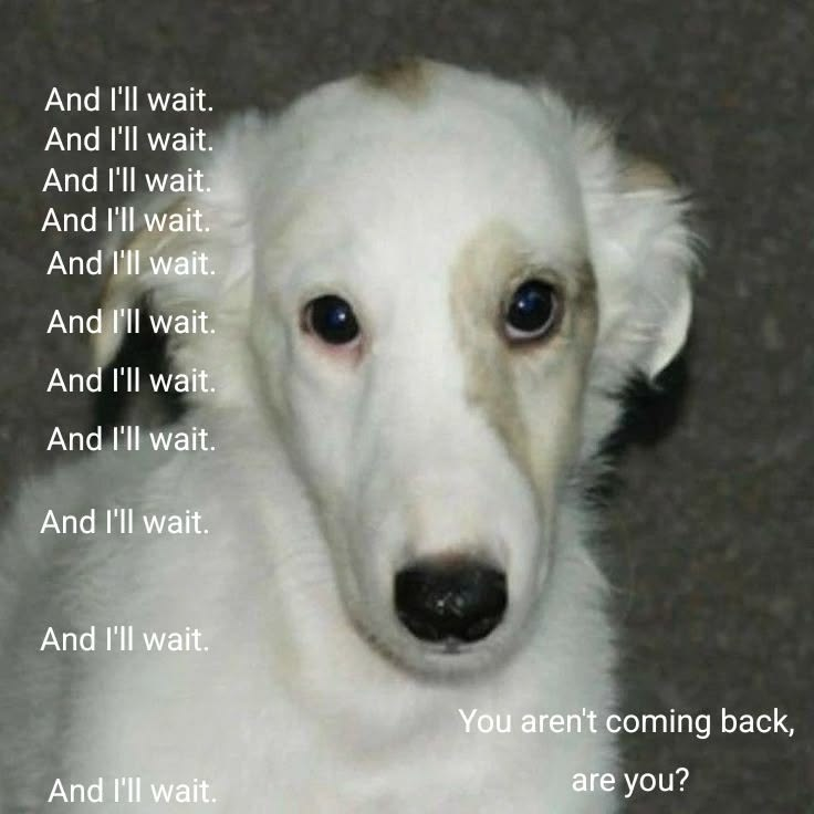 Dog tweet media
