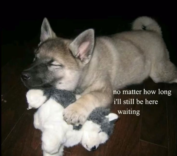 DoggyPosting's tweet photo. https://t.co/z9uGjDFbZD