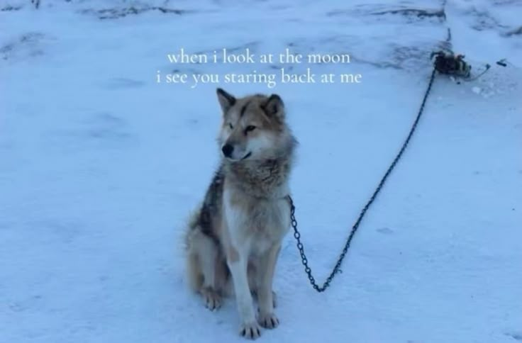 DoggyPosting's tweet photo. https://t.co/ESL8N8v2pB