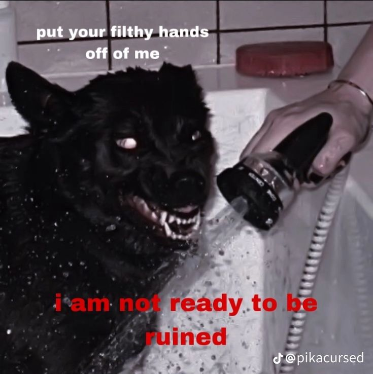 Dog tweet media