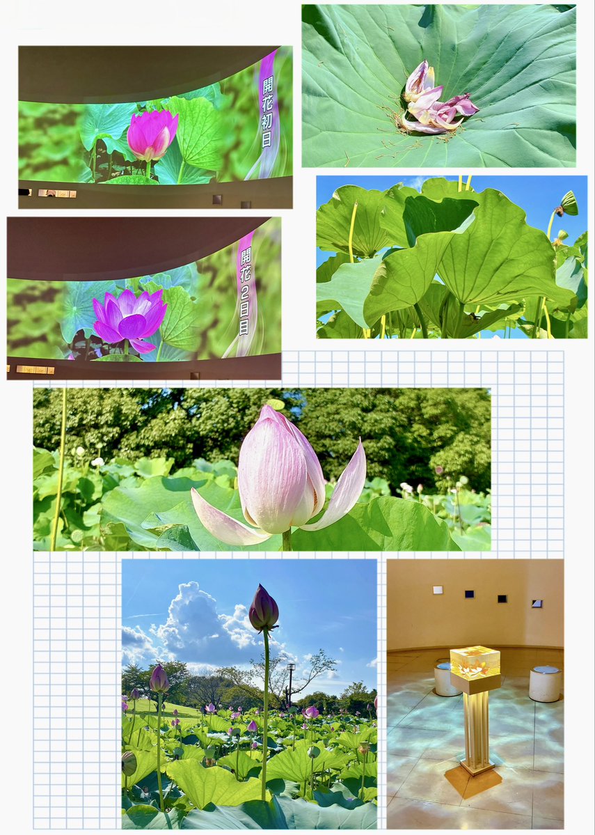 saran555saran's tweet photo. 今年の田んぼアートは
🧱MINECRAFT⚒
見に行ってきました！

上がってから思い出した高所恐怖症
50ﾒｰﾄﾙの高さですら🫀バクバク💦
滞在時間3分🥹
下りて🍧食べました（笑）

4日で散ってしまう蓮の花🪷
母が生きていたら
一緒に見に行きたかったなぁ
とても綺麗でした😊ꕤ୭* https://t.co/x0lyYu1q6z