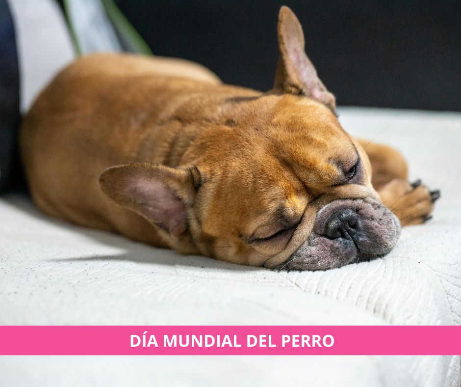 Satecma's tweet photo. 🐶 Feliz #DíaMundialDelPerro 🐾 Los amamos con locura… su olor en el sofá, un poco menos 😅

Con TECMA EOT no tapas el mal olor: lo eliminas de raíz en camas, tapicerías y coche.

Quererlos también es cuidar tu hogar 🏡 → https://t.co/LLm87sV10M

#Perros #Mascotas https://t.co/helLcPCI1W