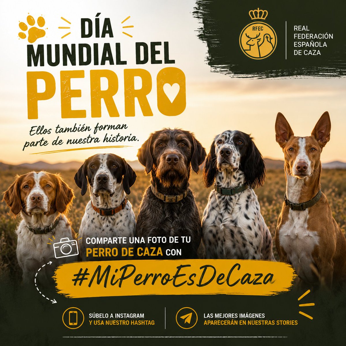 RFECaza's tweet photo. 🐕 Hoy celebramos el Día Mundial del Perro. Compañeros de vida, de entrenamiento, de campo y de innumerables momentos compartidos.

📸 Comparte una foto de tu perro de caza en Instagram. Queremos conocer a quienes forman parte de vuestra historia.

📲 Etiqueta a la RFEC y utiliza el hashtag: #MiPerroEsDeCaza

❤️ Feliz Día Mundial del Perro.