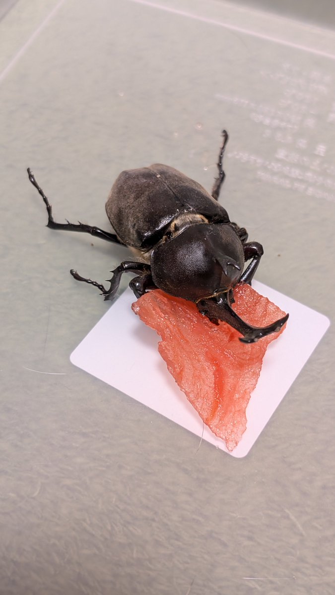 IDEN_Akito's tweet photo. 野生のカブトムシがアパートの前に転がってて保護。
野生は初めて遭遇した。
スイカ食わせたら抱きしめて完食。
元気になってｶﾜｲｲ。 https://t.co/cHDItygyop