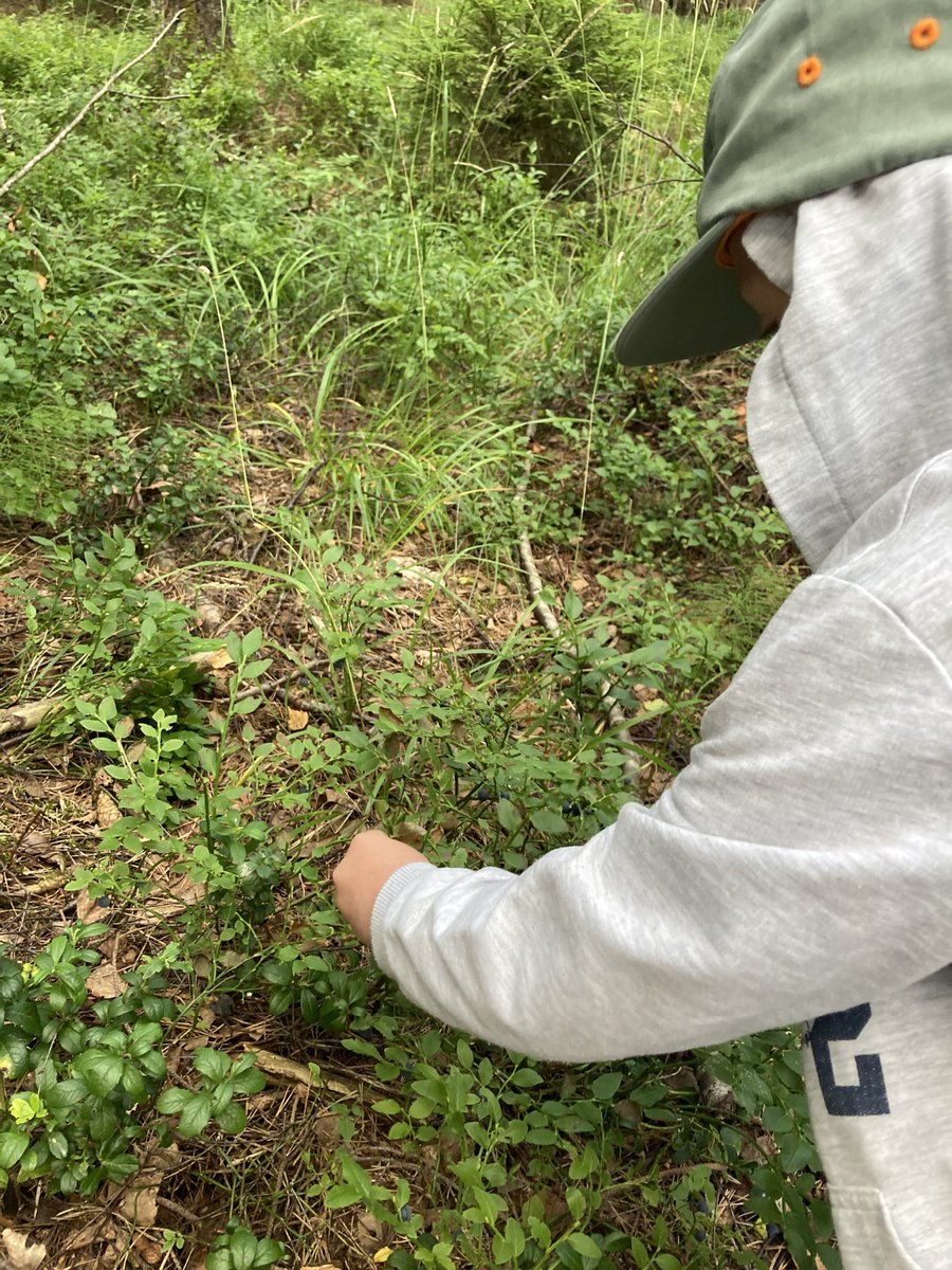 RoyalFlowTrader's tweet photo. Last forage in my secret spot 😞
Little one picking some blueberries, whilst I hunt for the mushrooms 🍄‍🟫 https://t.co/Azn6CQEUV8