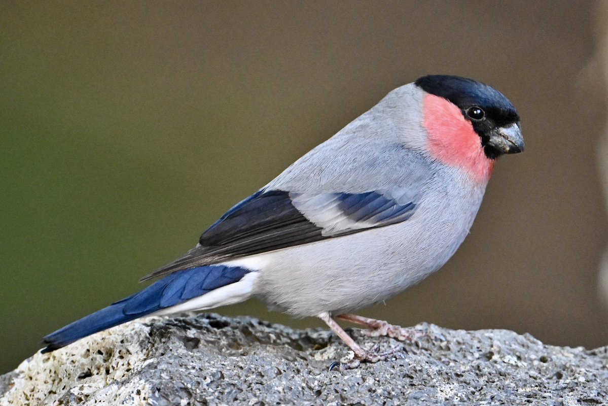 waniwani1968's tweet photo. #私とニコンで見た世界🌎
暑いな🥵
熱中症で亡くなった人のニュースも流れてきてるし😓
フタ月前、富士山五号目の日の出前が氷点下7℃だったのが、嘘みたいだ😂

で、その時出会った「#鷽(うそ)♂」さん🤣 https://t.co/hukySgBjya