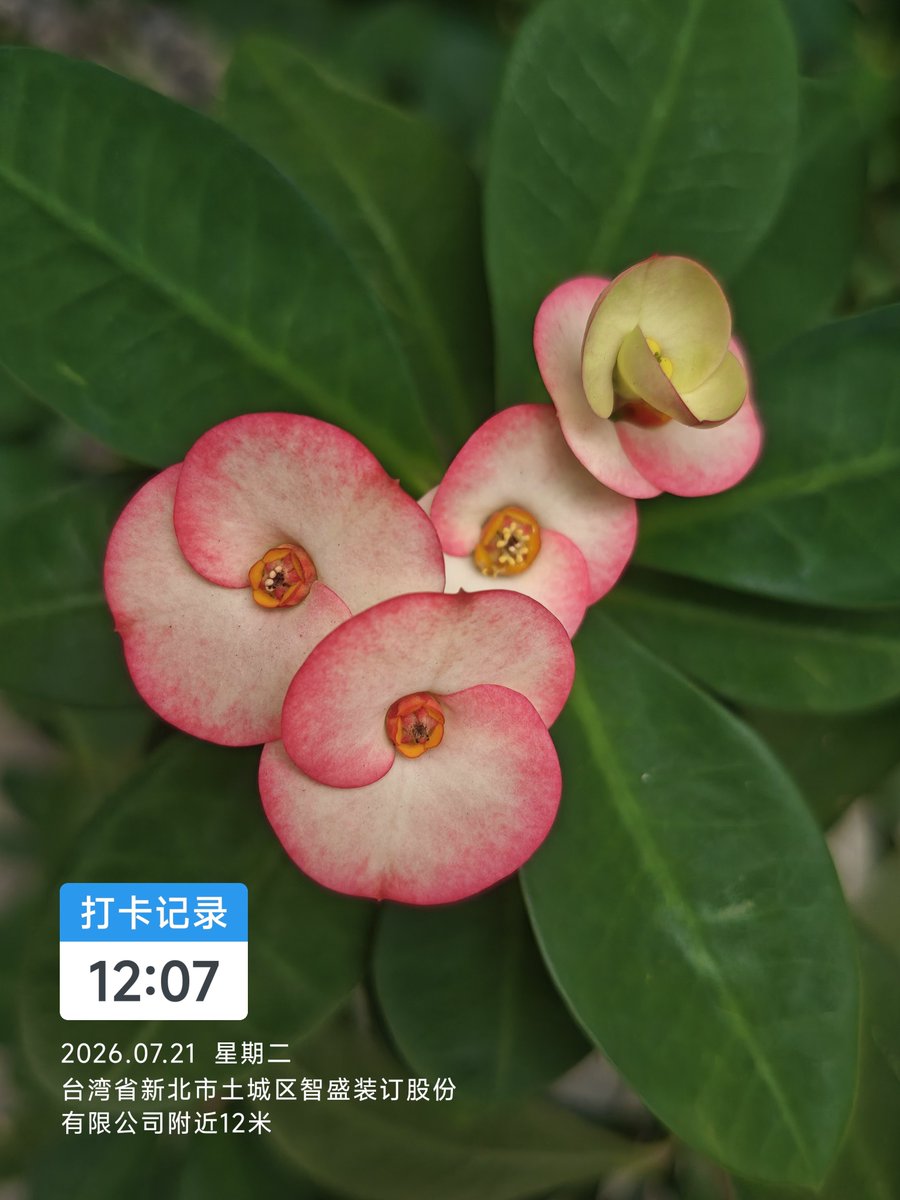 rof123tw's tweet photo. 麒麟花（又稱虎刺梅或鐵海棠），其特徵是粉紅色與白色相間的苞片，中心有小巧的黃色花朵。這種植物屬於大戟科，莖上佈滿銳利的刺，折斷時會流出有毒的白色乳汁。麒麟花性喜陽光，耐旱且易於照顧，適合在台灣溫暖的氣候下全年欣賞。 https://t.co/4haFzedP03
