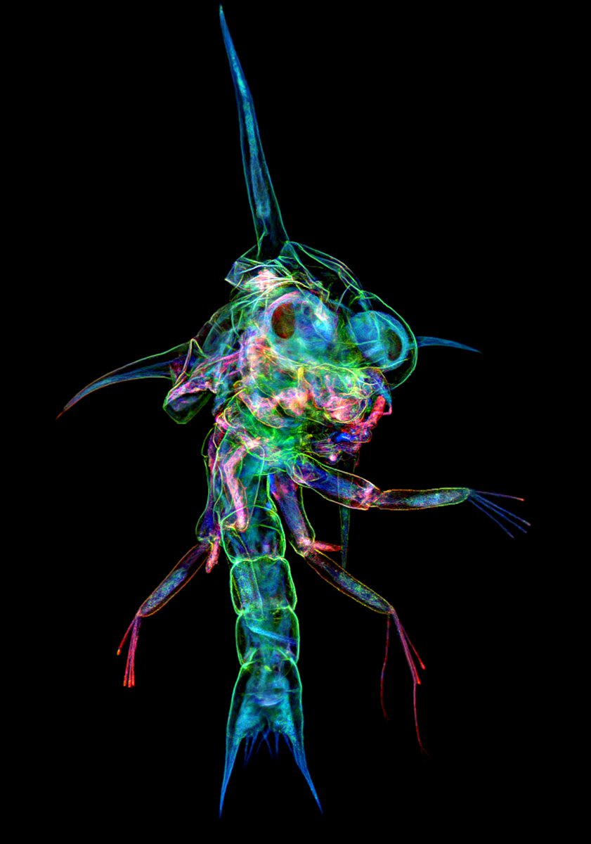 WorldofZoology's tweet photo. #DidYouKnow 🦀 This neon creature is a baby crab! Known as a #zoea, it is the crab’s first larval stage and can measure less than 1 mm. This image was built from microscope slices to reveal its astonishing 3D anatomy. 🔬 #Crab #AnimalFacts #Microscopy https://t.co/FVkAfTViMG