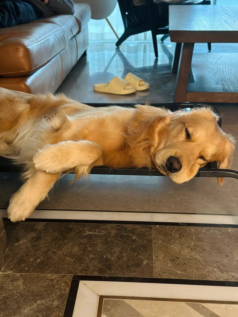 ReenaSkillrur's tweet photo. No rainy day can get me down when I have my little fur buddy to cuddle with  Warm snuggles + endless tail wags = pure comfort. #PetLove #Companion， https://t.co/nkZtUQrVGw