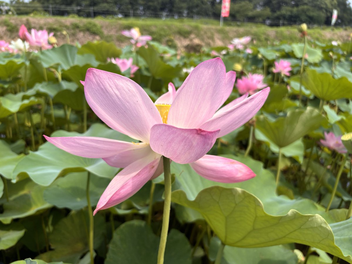 kyunpluto's tweet photo. 何年か振りに訪れたあかぼり蓮園。ひまわりと蓮の共演、蓮の花の大きさに圧倒されました。 #あかぼり蓮園 https://t.co/1nZJlMiSjU