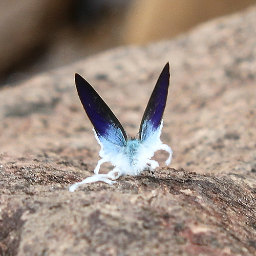 AMAZlNGNATURE's tweet photo. Nature really made a butterfly that looks fluffy
 
The Fluffy Tit gets its cotton-like appearance from thousands of tiny scales covering its body, giving it one of the most distinctive looks of any butterfly. https://t.co/ujTV17RoRY