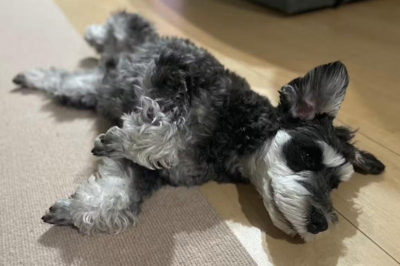 wanqol's tweet photo. 暑い日は、少しでも冷たい場所を探して床にぺたん。

そんな愛犬の暑さ対策に、ひんやりジェルマットを取り入れてみました。

ベッド、床、ハウス。小型犬がいちばん気に入ったスポットは？🐶 https://t.co/FozydPoZK8