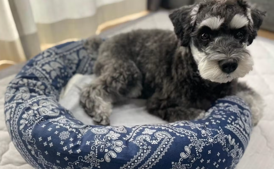 wanqol's tweet photo. 暑い日は、少しでも冷たい場所を探して床にぺたん。

そんな愛犬の暑さ対策に、ひんやりジェルマットを取り入れてみました。

ベッド、床、ハウス。小型犬がいちばん気に入ったスポットは？🐶 https://t.co/FozydPoZK8