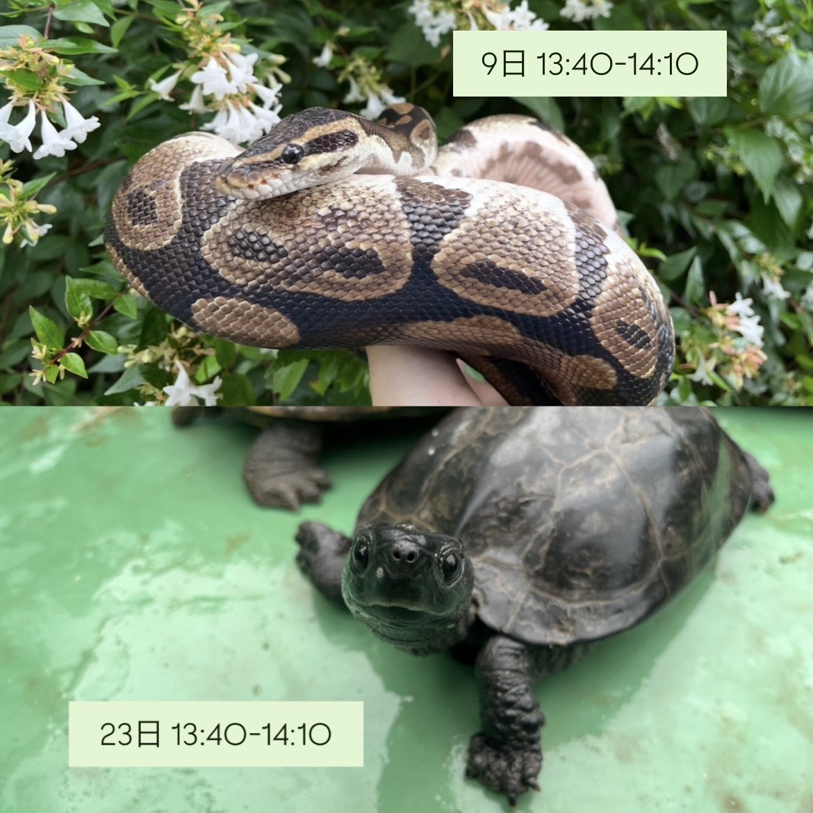 ChikozanZoo's tweet photo. 🌻 8月のイベント・ふれあい情報 🌻

気温、天候、動物の体調によっては中止、時間変更などになる場合がありますのでご了承ください。

#智光山公園こども動物園 https://t.co/Qo3mOkbgK9