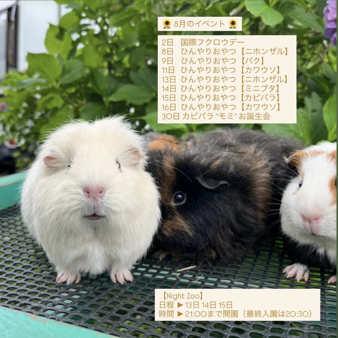 ChikozanZoo's tweet photo. 🌻 8月のイベント・ふれあい情報 🌻

気温、天候、動物の体調によっては中止、時間変更などになる場合がありますのでご了承ください。

#智光山公園こども動物園 https://t.co/Qo3mOkbgK9