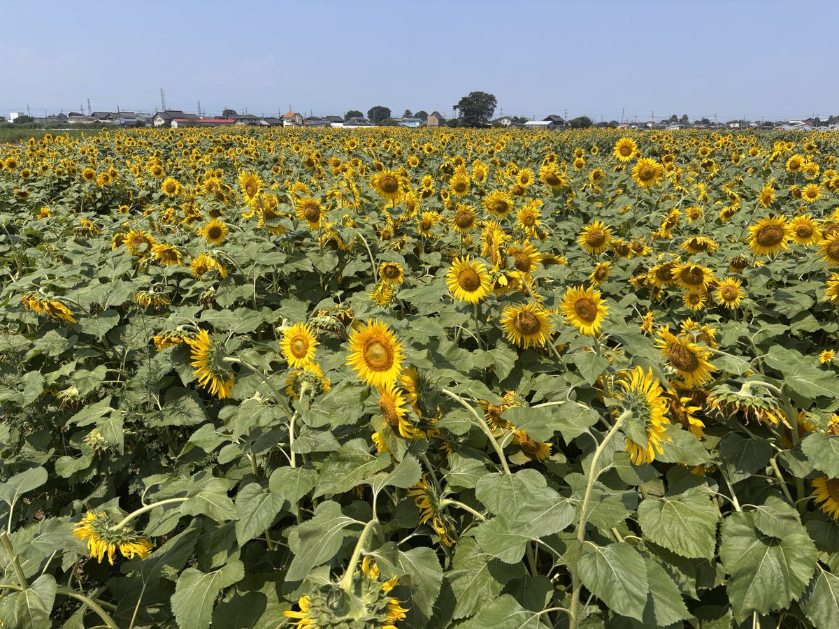 kyunpluto's tweet photo. 境采女のひまわり畑🌻夏の日差しに負けず、綺麗に咲いてました❗️ https://t.co/c8drinmIfA