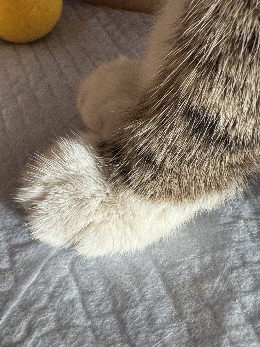 giulia_choco's tweet photo. おてて🐾

#猫 #ねこかわいい https://t.co/XnT3Rj8ORW