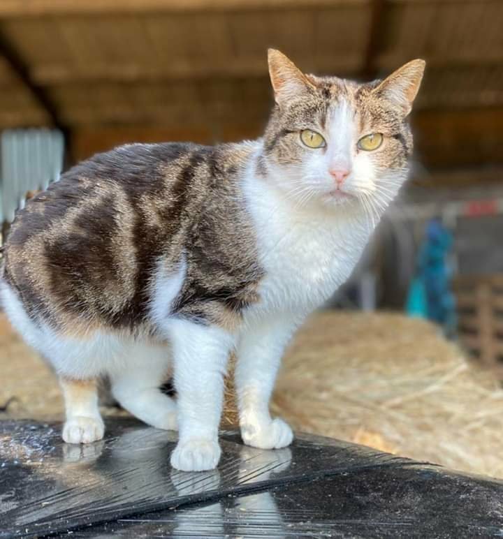 team_greenacres's tweet photo. 😺Yard cats looking for rural or outdoor homes, such as small holdings, stable yards or farms😺

Do you have stables or a yard that would benefit from some cat residents? 

🐾We offer a free setup service throughout Pembrokeshire. This includes providing & setting up the necessary equipment for their settling-in period, along with advice to ensure a smooth transition

🐾Yard cats provide sustainable & eco friendly rodent control

🐾Generally need a hands off approach

🐾Once they have their freedom, they are very low maintenance just requiring daily food, water & a warm place to sleep 

🐾 All neutered & up-to-date with their Vet work / parasite treatment 

🏡👇If you think you can offer one (or more) of our Yard Cats the right home, please complete the application form by following the link below👇🏡 

🔗
https://t.co/TyYJLq7uu6

📝FYI: Applications are processed Monday to Thursday. Please be patient, our Rehoming Team will be in contact with you as soon as possible📝

🏡🏥All successful applications are subject to home & Vet checks🏥🏡

📍Our animals are based in #Pembrokeshire South West #Wales While we do rehome across the UK, please keep our location in mind because visits to the centre are essential. We may also prioritise homes that are closer to the rescue 

For full details on our adoption process please visit: 

🔗 
https://t.co/P5YZxvile6

🔁Can’t adopt right now?
The best way to help animals in need is to SHARE THIS POST so it reaches their forever home🔁

💚Thank you for considering adoption & for helping us find a truly special homes for our Yard Cats💚

#teamgreenacres #rescue #rehomehour #caturdayeve #caturday #CaturdaySaturday