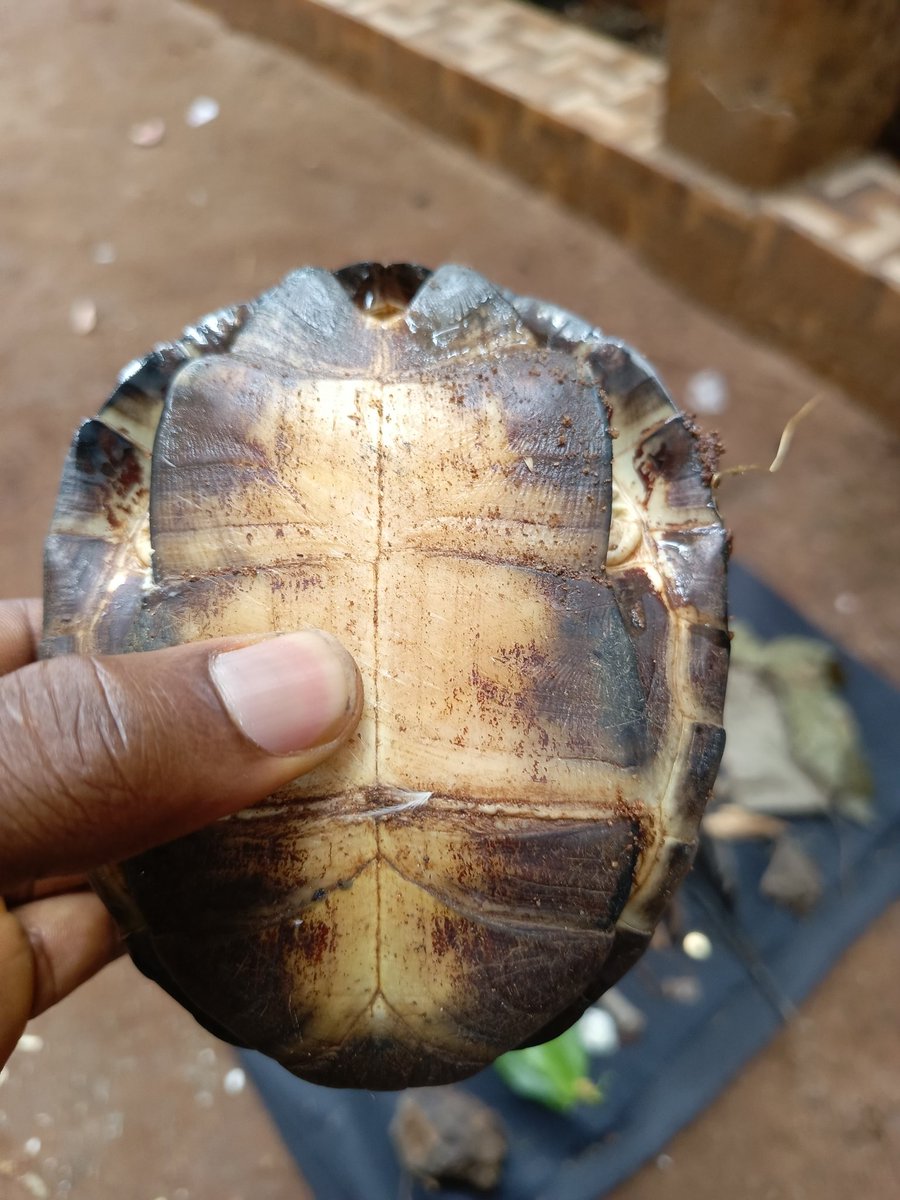 Kene_Nnewi's tweet photo. As an IGBO...

Aja Akogholi and Aja uke is very much important in your life as onye IGBO.

Run them periodically to keep your pathe sailing.

I bring you good news from our darling Ancestors. https://t.co/OxtG2IAKML