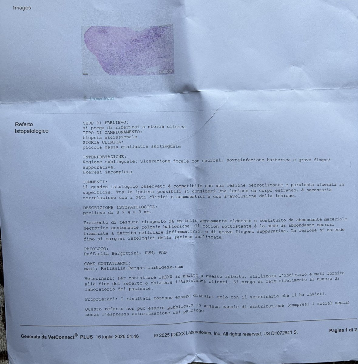 amici_da's tweet photo. Referto biopsia della gatta padronale abbandonata che aveva una massa sotto la lingua lei ha ripreso a mangiare con grande appetito e non ha bisogno di cure specifiche solo che ora le è venuta una brutta dermatite.. https://t.co/jm9aTT8DSn