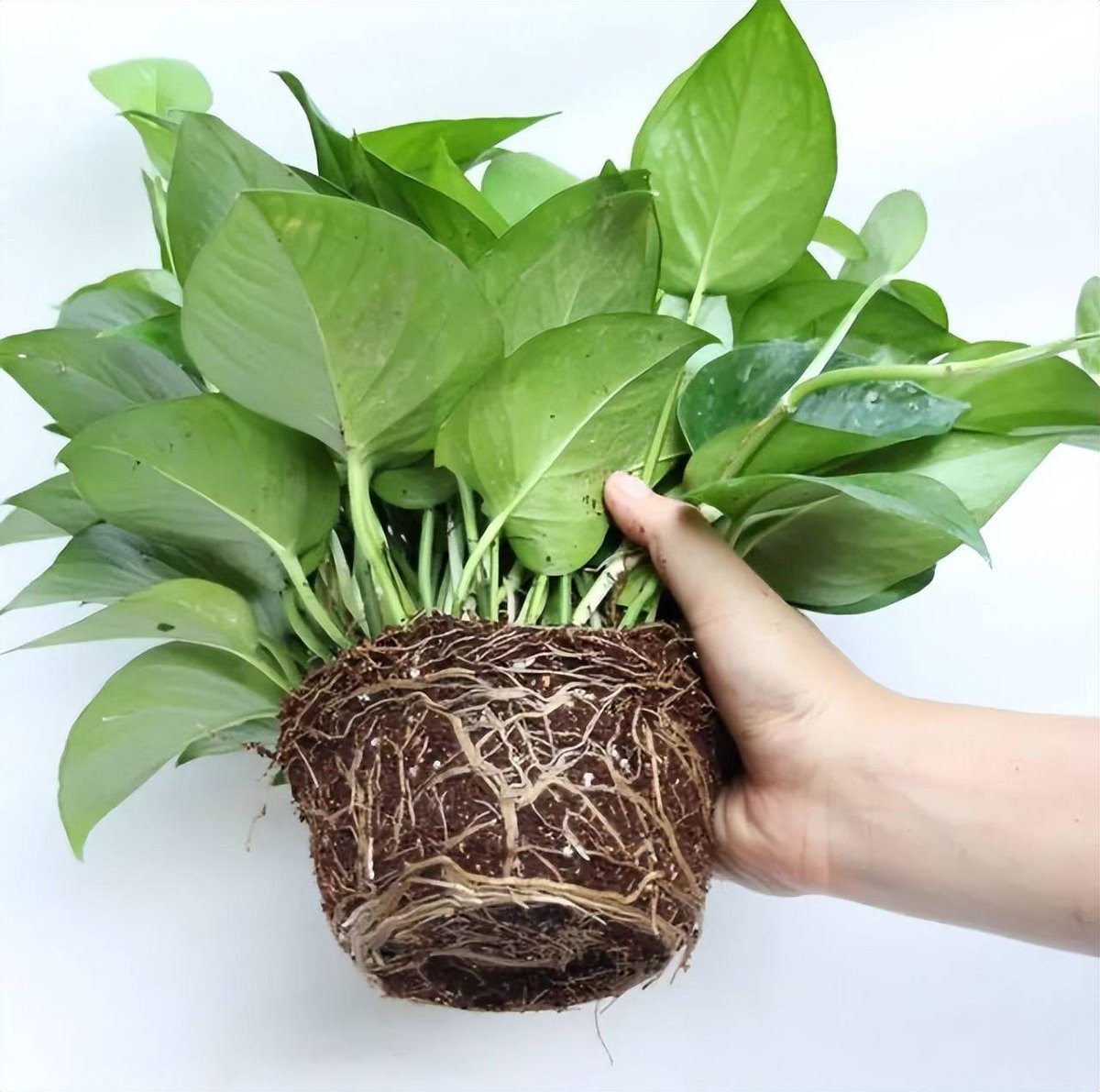 SheltonGatkcn's tweet photo. Pro tip for your pothos! Rotate it 1/4 turn weekly for even growth, wipe leaves with a damp cloth to block dust u0026 boost photosynthesis. https://t.co/ZTmtFrF5U3