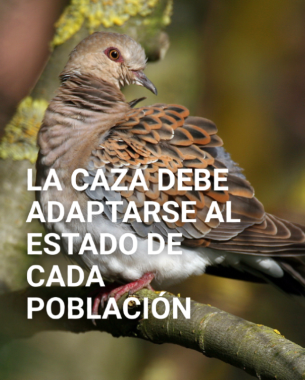 SEO_BirdLife's tweet photo. ‼️Una especie cinegética en declive no se puede cazar. 

Alertamos del estado de conservación de las aves cinegéticas a través del informe "Gestión sostenible de la caza y conservación de aves silvestres en España 2026". https://t.co/cwi2Tq0b61