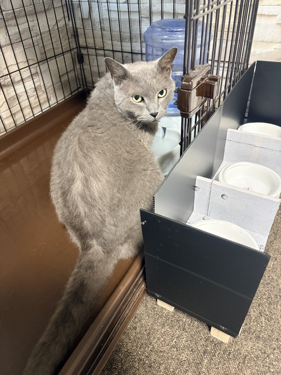 ねこちあ (@Purp1eKey) / Posts / X