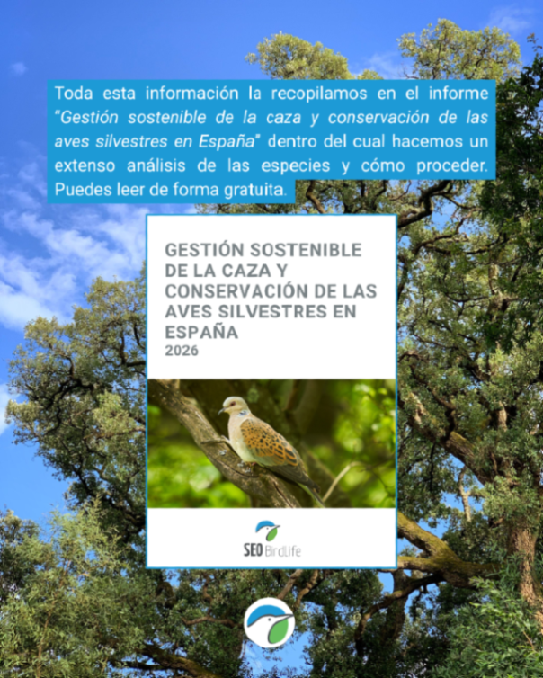 SEO_BirdLife's tweet photo. El declive de las aves no tiene una causa única ni podemos atribuirlo a la caza. Hay otros muchos factores que inciden en sus hábitats. 

Conoce el estado de las aves y nuestras recomendaciones 👉 https://t.co/vQYhT52mgf https://t.co/qYzP0SvqO8
