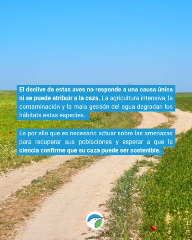 SEO_BirdLife's tweet photo. El declive de las aves no tiene una causa única ni podemos atribuirlo a la caza. Hay otros muchos factores que inciden en sus hábitats. 

Conoce el estado de las aves y nuestras recomendaciones 👉 https://t.co/vQYhT52mgf https://t.co/qYzP0SvqO8