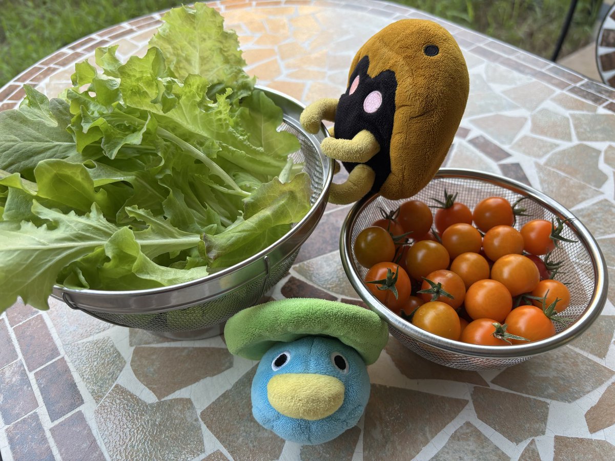 asuyocchi's tweet photo. カブト「ウヒョー！とれとれいち〜♪」

チビ「ハスおみずたくさんあげたのぉ！」

トマトはカゴメさんの苗です( ´ ▽ ` ) https://t.co/alCp8JEAzu