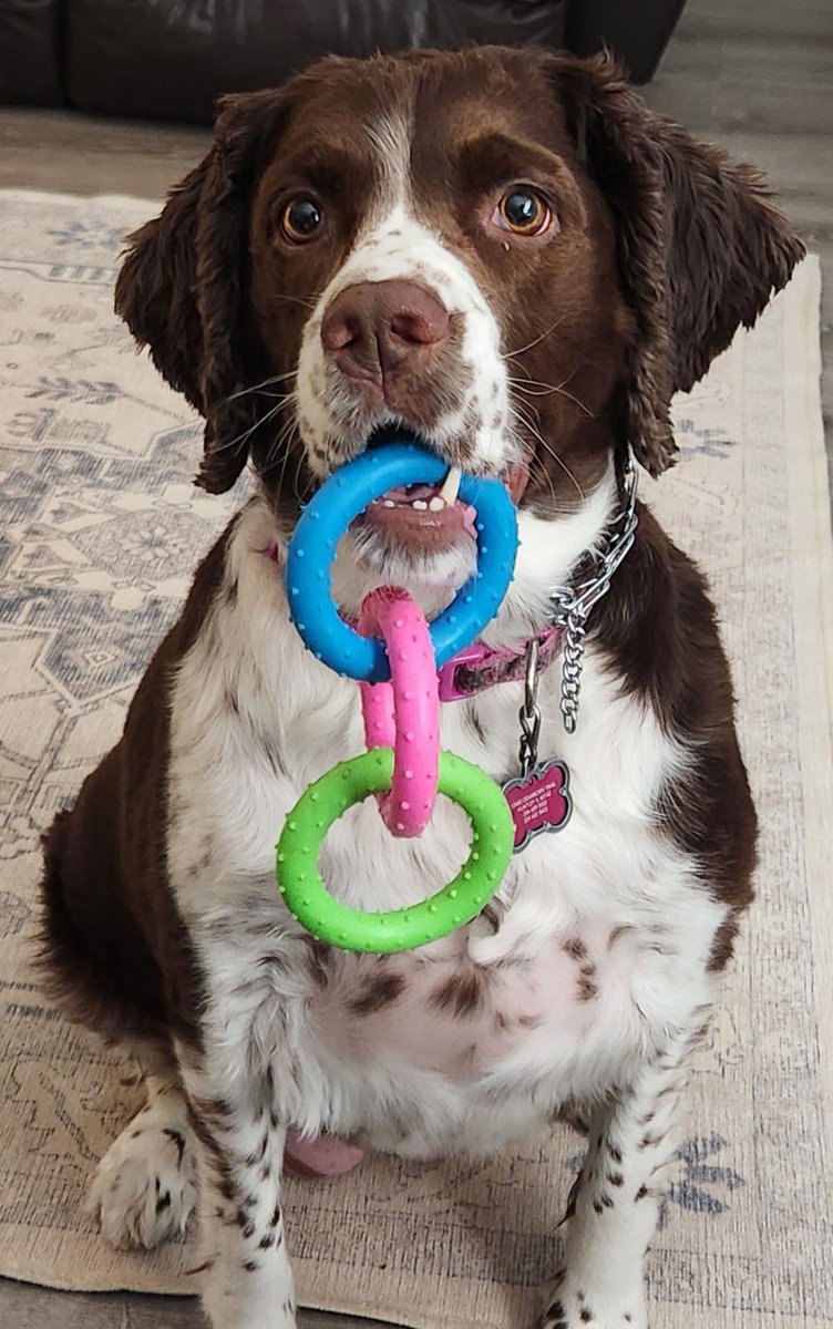 Springer Dad tweet media