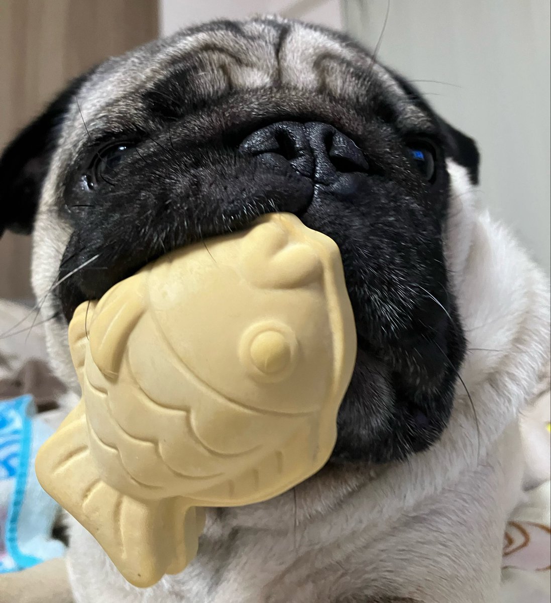 パグのうーぺー🥕 (@Pug__uuupeee) / Posts / X