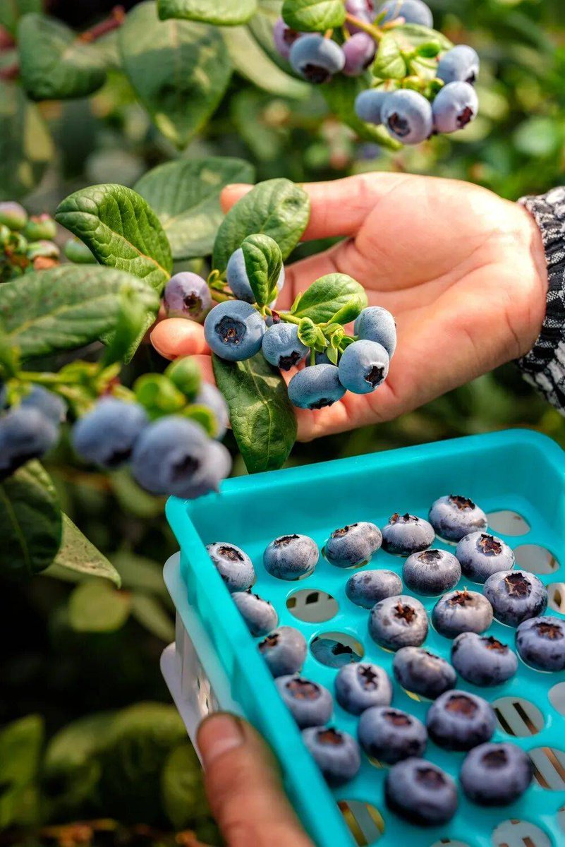 fijkeu's tweet photo. Just tried these fresh wild blueberries from local farms—bursting with natural sweetness, zero added sugar, and so juicy they stain my fingers in the best way. Perfect for morning oats or a midday snack, 10/10! https://t.co/RW8nJivQwE
